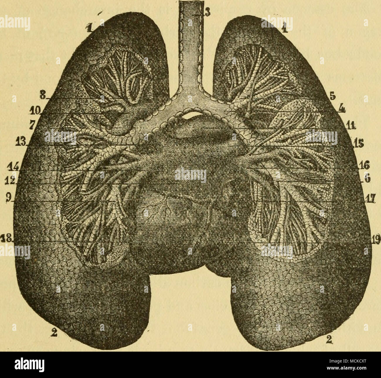 . Fig. 13.-bronchi e polmoni, vista posteriore (Sappey). 1,1, vertice di luugs ; 2, 2, la base dei polmoni ; 3, trachea ; 4, Bronco destro ; 5, divis- ione da lobo superiore di limg ; 6, divisione al lobo inferiore ; 7, Bronco sinistro ; 8, divis- ione da lobo superiore ; 9, divisione al lobo inferiore ; 10, il ramo di sinistra della arteria polmonare : 11, il ramo di destra ; 12, padiglione auricolare sinistro del cuore; 13, sinistra vena polmonare superiore ; 14, sinistro inferiore della vena polmonare ; 15, destra vena polmonare superiore ; 16^ destra inferiore della vena polmonare ; 17, vena cava inferiore; 18, il ventricolo sinistro del cuore; 19, il ventricolo destro. perché la Foto Stock