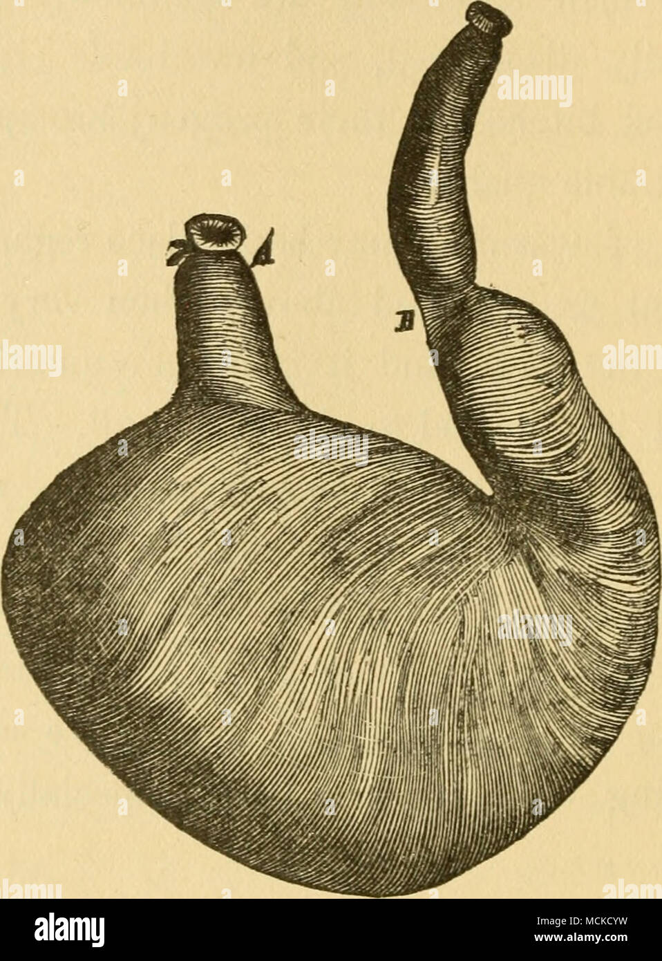 Solipedi Anatomia interna del cane immagini e fotografie stock ad alta ...