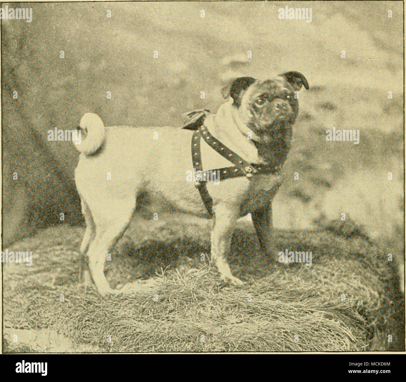 . Il IMPORTATI MORRISON PUG, " TEDDY." La proprietà di Capt. J. Phillips Marshall, Taunton, messa. la fronte e retro, traccia una linea che si estende dall'occipite per la coda, dovrebbe essere nero come possibile. Il rivestimento deve essere di argento o di albicocca fulvo, liscia e lucida, mentre la coda deve essere arricciati quanto più aderente possibile oltre l'anca, il doppio ricciolo essendo per- fection. Il SCHIPPERKE. Da F. W. CONNELLY, Esq. Il Schipperke, solitamente considerato un tailless specie di cane, è un nativo del Belgio, dove servono un utilissimo scopo come ratters. Essi sono stati introdotti in Ita- land eigh Foto Stock