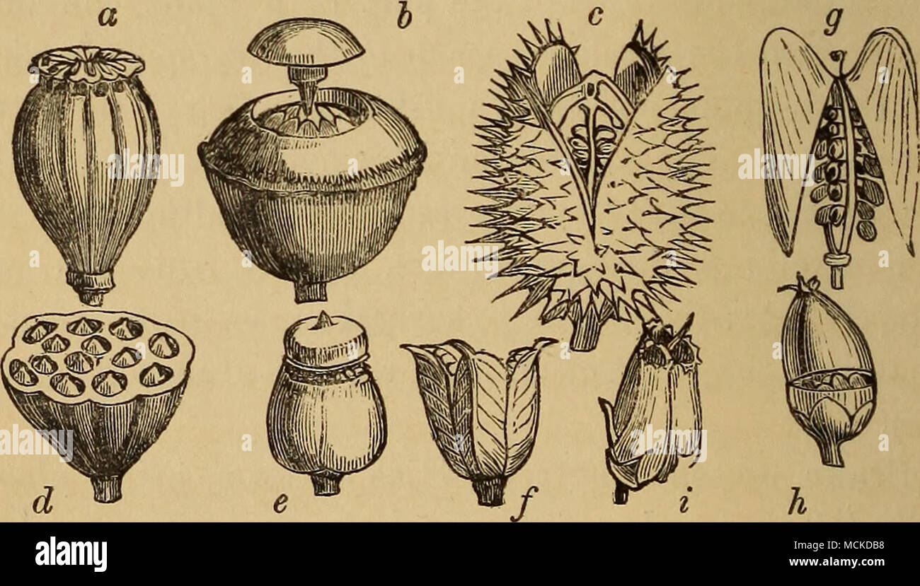 . A volte l'apertura da pori sull'apice, come in il papavero (fig. 8, a), o da un opercolo o coperchio, come nella scimmia-pot (Lecythis, fig. 8, b), e henbane (fig. 8, e). Drupa secca, come il cacao-dado. Glande, un uno o parecchi seminate frutta contenuta in una tazza o involucrum, come in rovere, nocciola, il faggio e il dolce-castagna. Samara, una- seminate frutta, sia posizionato nel centro di un sottile mem brane-, o in corrispondenza di una estremità, chiamato alato, come in elm, frassino e acero. Achenium, un termine applicato alla frutta di tutto il composito ombrella e famiglia, i cui frutti sono generalmente chiamati semi; essi tuttavia c Foto Stock