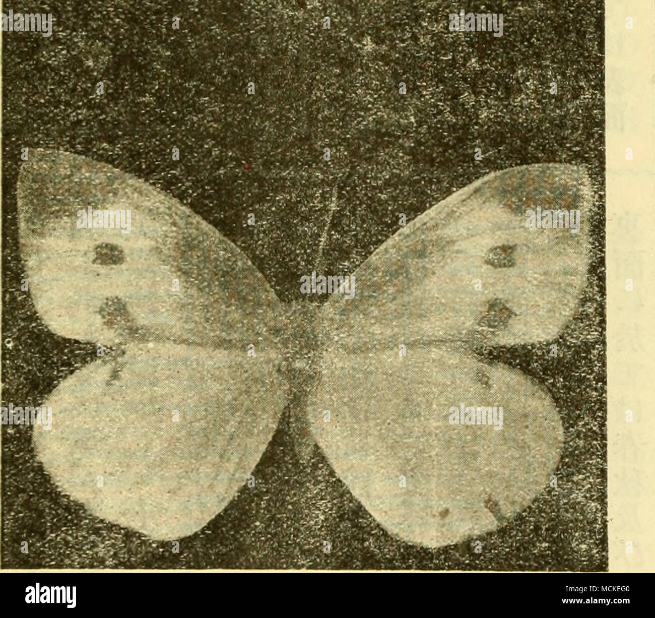 . Åãç¬¬ (äººç¶èªï¼è¼ae¯ã®å °å¤§ããae¼ã"éã®è¶ã'iç'å¤ åã¼ç¬¬ (å¤§ç¶èªï¼ae ¡ae¯ã®å °å¤§ããae¼ã"éã®è¶ç½aeå¤ ç¬¬äºè¡¨Å¤å½¢ç'ç½è¶å ç¿ ã®éå¼µã®è®ç°è¡¨ é 145 1 1 150 ï¼ 1,55 160 1651.701 75 1.801851.90 ] ã95 2,00 2,05 ã ae" 0 0 6 8 7 16 50 15 31 6( 81 )99 59 25 HI240 299 ï¼ 6 )24 2 330 332 Å¡ ae' è¨ ae° 3 1 1 4 6 5 1133 1125 31 53 391810 8912814G 3 15G 0 150- 159 ae'ãã"ae-¤è¡¨ã"è¨ããå ae¯ãã®å¦ãç'ç½è¶ã¯å-£ç¯ çå¤å½¢ãç¤ºãè¶ã§ããäºã¯ ç¢ºããªäºã ããåä'ae¹åå é"éã"ae¼ããçè²ãè²å½©ç- ã®è®ç°ããäºãäº¦ç¢ºããªç¾ è±¡ã§ããJ ae¬¡ã"ç¿ ã®éå¼µã"å°±ãã¦ä' è¨ããã¨ãae¯ãäº¦åé"ã"ã ä¾¤ã¦ãåå·®è¬å¥ã§éã§ã¯ae å¤§ãå¯'ãè¶ããaeå°ä'å¯'äº åã"éãã¬è ãéã§ã¯aeå¤§ 1å¯'ä¹åä Foto Stock