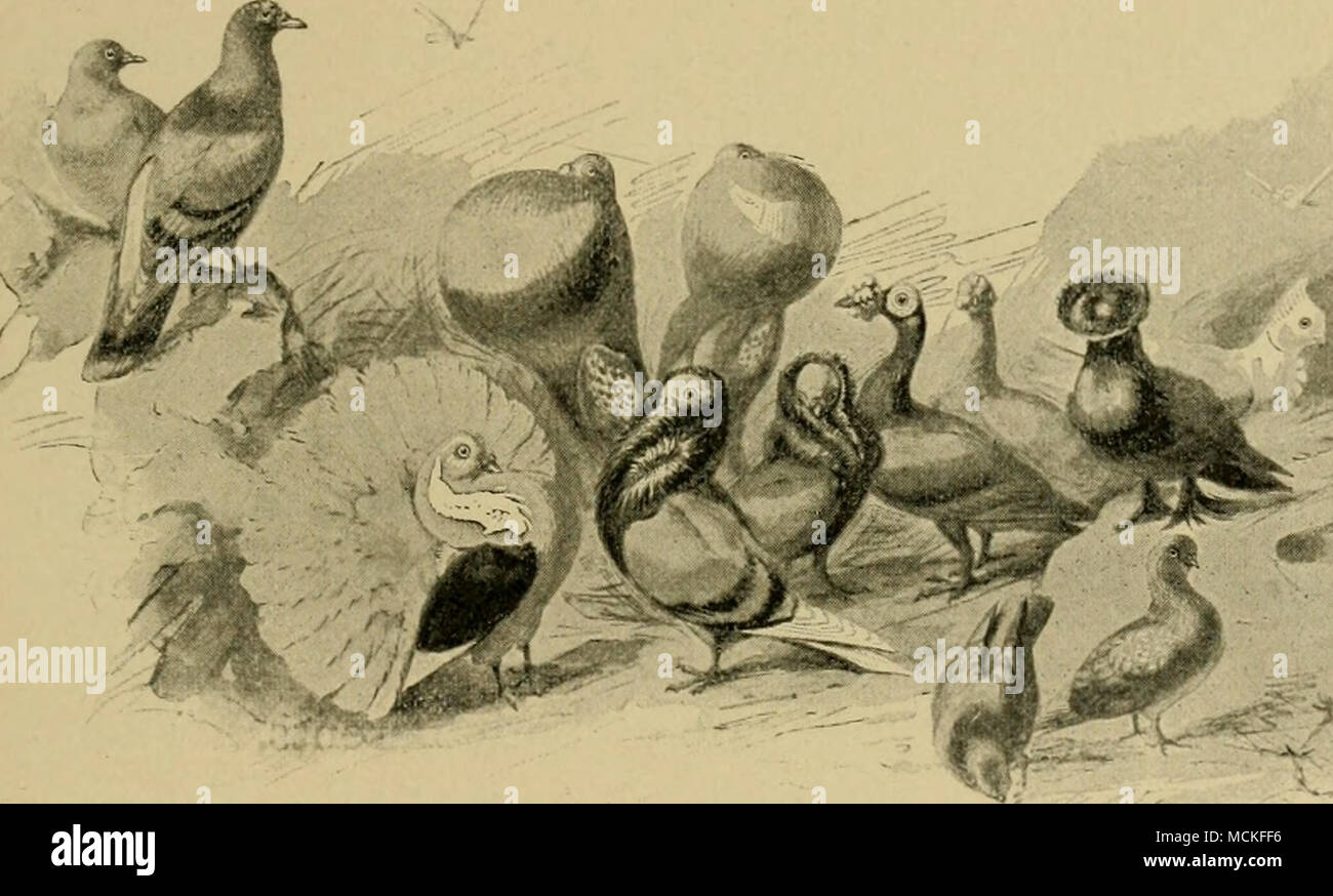 . Il selvatico originale Rock Colomba (Coluntba livido) e Sonne dei suoi discendenti Donnestic Sebbene molti degli uccelli che volano liberi della terra sono o sono stati tenuti prigionieri a causa del piacere che gli uomini hanno trovato da le loro canzoni, la loro grazia, o i loro modi caratteristici, solo uno di questi sia stata realmente acquisita di domesticazione. In pigeon, l uomo ha fatto quello che è su molti conti il più notevole di tutte le sue conquiste oltre la natura selvaggia intorno a lui. Mentre il costitutore di arte ha portato molte forme, alcuni di loro su diverse linee divergenti, lontano dalla loro primitiva station wagon, in nessun altro campo ha ac Foto Stock