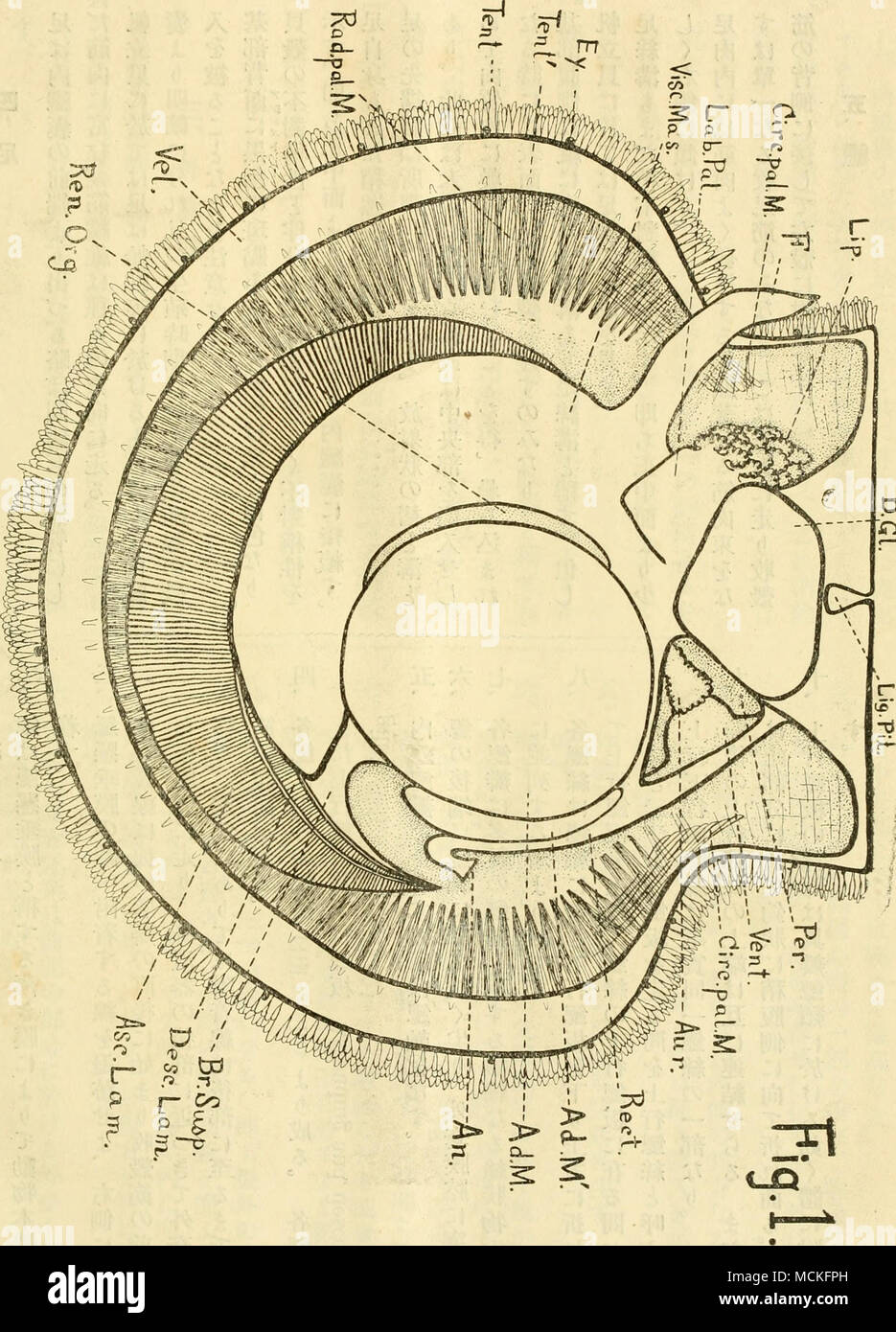 . ^.)000S0S ad. M?. = s,il suo:^^ A11. = 3P1 ho- ^flss^, ALU-1?.TR-1?susp. = ls????c.c. pal.M.= %. g-^2s^^s R2i. org. = ^i:^ tenda. = ^T" ??vent.JC?morsa. gas.??????? Foto Stock