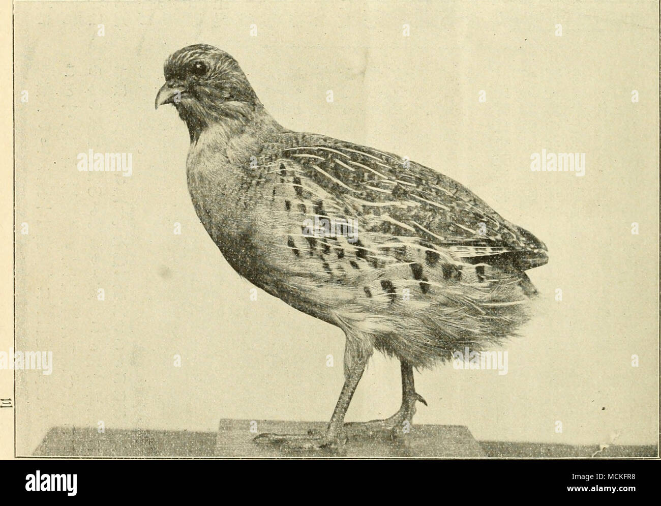 . Perdix daurica (Pali.)ä½ãå°¾ç¾½ã¯ä'å®å ¨ãªãª éIç¢| ä'aeå¹'ae¢ å¹'ae²"mi ä'å aeåaeé å ¨ é· 0,8 mi c'i. Å' å³¯ 0,55 å å ¨ å°¾ 1.5 è· å € imm. É é ç° é· ç¦® å® è å-' å¿ Iä'ä' id ä' ä¹ 1 11 11,5 / / 5,6 6 3 3,5 1,4 1,5 å- ä' ^ V IOgilvie- v1 concedere ae¯é£ åã"ã¦ç³éã¨ç¨±ãè±åã"ã¦ã¯Daurianpar- kidgeã¨äºãµã åå'ãäºç'°äºã®ä'-å¤®é¨åã³ae±é¨ãae±ã¯ãªã¢ åã³ãã¤ã"ã"ã®åé¨ãè¥¿ã¯ã¡ãã¿ã¤ã"éããå ¶ä" åè³å ¶ae¯å¦ã®ae±é¨ãèå¤ãaeºå·ãè¥¿èåã³åé¨ae¯ é¦ã"ç¢ãã ãµã±ã£(ae°Ç¨±) Syn. S. pclllas.ii T-EMM. Nc.paraaoxa maturità (Paolo). ae-¤ç¨®ã¯ä'è¦é·é³¥ã®å¦ããåé¡ä'ã®ä½ç½®ã¯å¤§ã"ç° ããå³ã¡é¶'ååç®(CHAHAJXEUIFOKMES)ä'-ã®P5J- ROCLES (äºç®)ã"å±¬ããae-¤äºç®ä'-ã Foto Stock