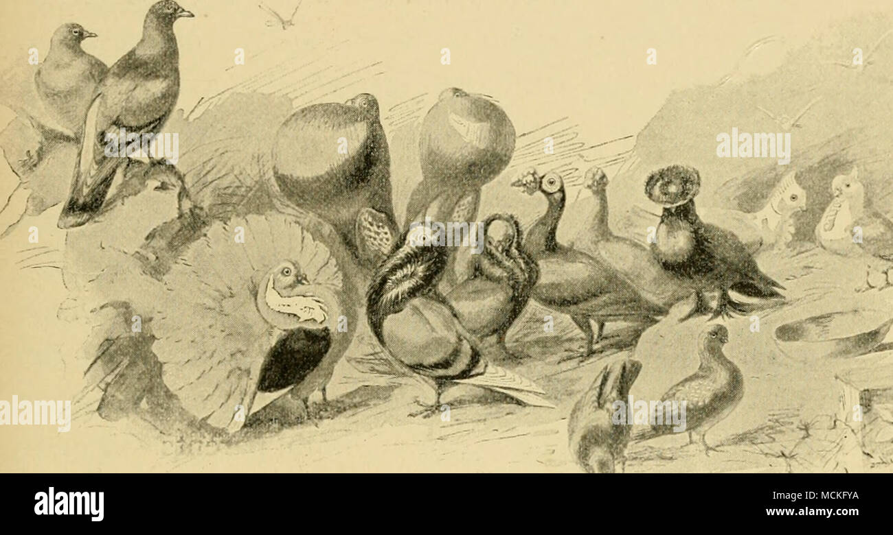 . Il selvatico originale Rock Colomba (Colnniba livia) e alcuni dei suoi discendenti Donnestic Sebbene molti degli uccelli che volano liberi della terra sono o sono stati tenuti prigionieri a causa del piacere che gli uomini hanno trovato da le loro canzoni, la loro grazia, o i loro modi caratteristici, solo uno di questi sia stata realmente acquisita di domesticazione. In pigeon, l uomo ha fatto quello che è su molti conti il più notevole di tutte le sue conquiste oltre la natura selvaggia intorno a lui. Mentre il costitutore di arte ha portato molte forme, alcuni di loro su diverse linee divergenti, lontano dalla loro primitiva station wagon, in nessun altro campo ha acc Foto Stock