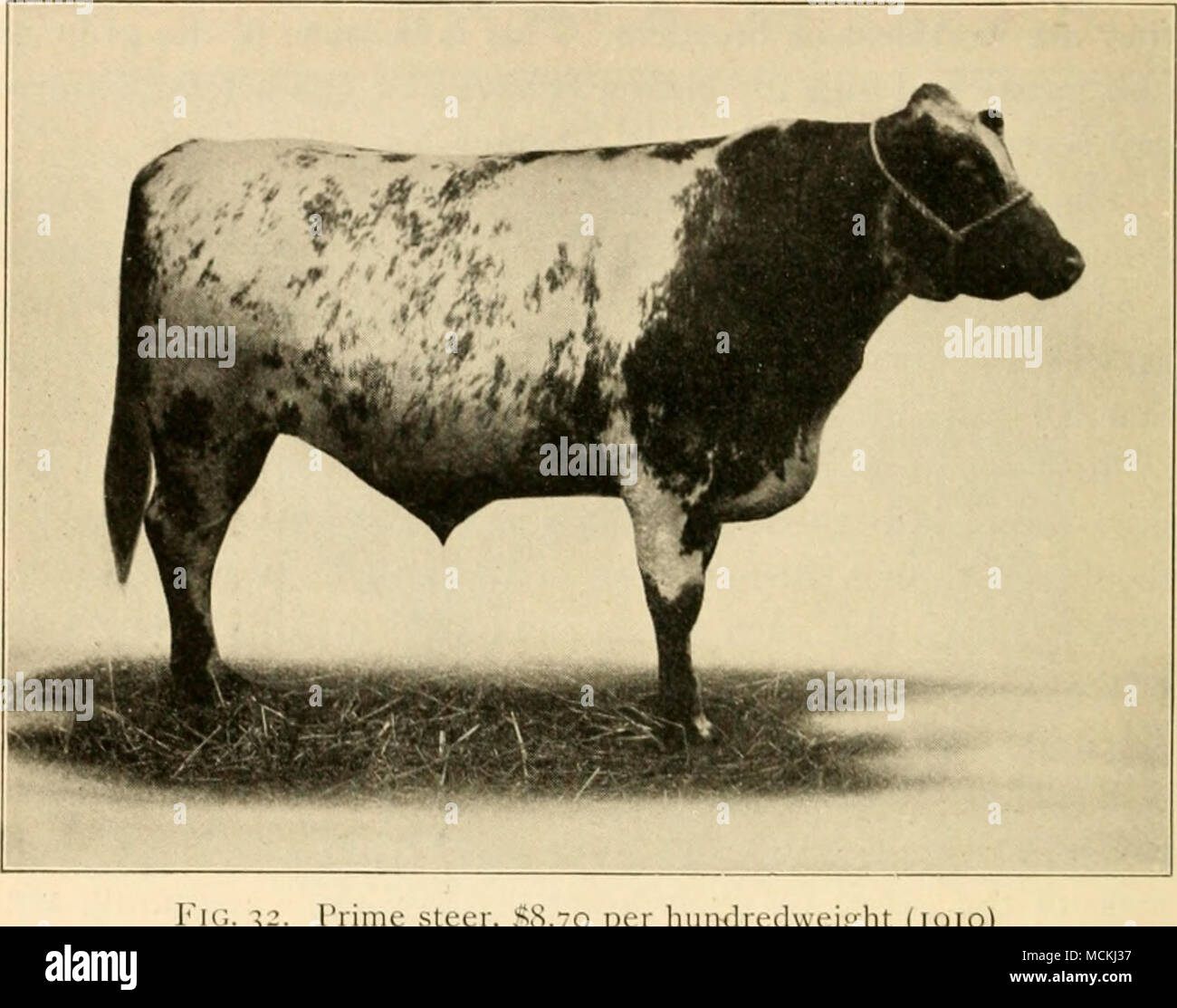 . 2. rrimc steer, 5S.70 per hundredveij;ht (1910) Dopo Mumford per scopi di trasporto né Jersey capi di bestiame per le carni bovine. Così, in modo generale, l'agricoltore deve essere informato circa le razze prima che egli inizia a. Questo non è il momento né il luogo per dis- cuss questa questione a lungo, ma egli può ottenere tali informazioni da libri come il Professor Plumb,^ ed egli non può permettersi di decidere in modo importante la domanda di come la scelta di una razza senza dare un po' di tempo per il suo studio, perché è costoso sia in termini di tempo e denaro per apportare una modifica. ' "'I'yjjes e Hreeds di Ì"arni .nimali". Foto Stock