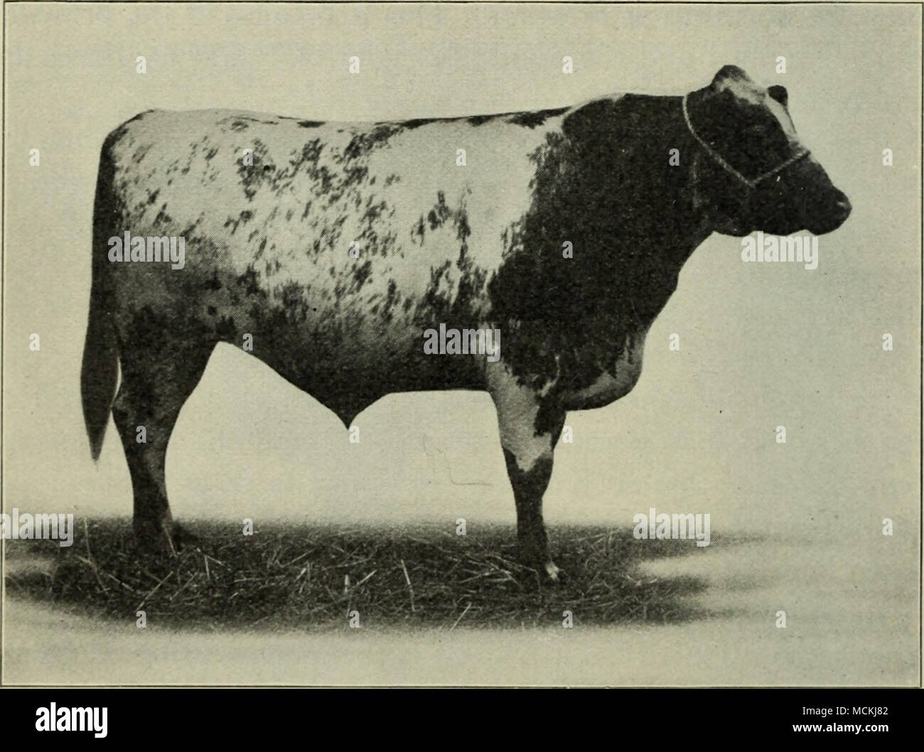 . Fk;. 32. lYime steer, $8,70 per quintali (1910) Dopo Mumford per scopi di trasporto né Jersey capi di bestiame per le carni bovine. Così, in modo generale, l'agricoltore deve essere informato circa le razze prima che egli inizia a. Questo non è il momento né il luogo per dis- cuss questa questione a lungo, ma egli può ottenere tali informazioni da libri come il Professor Plumb,^ ed egli non può permettersi di decidere in modo importante la domanda di come la scelta di una razza senza dare un po' di tempo per il suo studio, perché è costoso sia in termini di tempo e denaro per apportare una modifica. 1 " Tipi e razze di animali da fattoria." Foto Stock