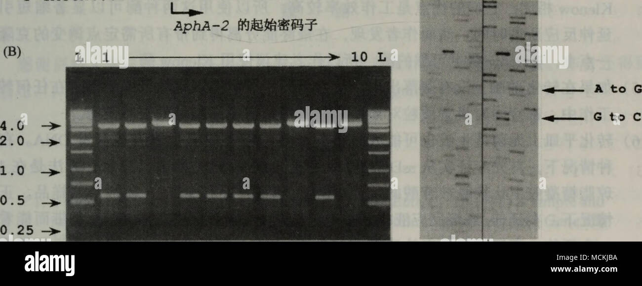 . Å¾55.2 (A)è®¾è®¡ä'ä'ªå¯¡ae 'è·é 'è¯±åå¼ç©ï¼ç¨äºåTn5/Â"/iA-2 (å¡é£ ae¯' ç ç£·é "è½¬ç§"é ¶ï¼åºå çèµ·å§å¯ç å-ä½ ç½®ä'å¼å ¥ä'ä'ªéå¶å¨Ncolè¯å"ä½ç¹ï¼CCATGG)ãå ¶ç"aeae¯ä½¿éçåçè¿ä'é¡ºåºåçä'¤Å¤ååï¼é"ä½å-ae¯ï¼ï¼ AphA-2åºå çèµ·å§å¯ç ç-2ä½ç½®çGâCå+ 4ä½ç½®çAâGãè¿ä' 30ä'ªç¢±åºçå¯¡ae 'è·é "ä"5'è¯"å3'çä'¤ä'ª ç¹çªåçå¤ä¾§åae12ä'ªç¢±åºãå¾ä'-ç®-å¤'è¡¨ç¤ºApAA-2ç"aeåºå çè½¬å½ae¹åãï¼B)è¿è¡å®ç¹è¯±ååï¼ä"è½¬åå¹³ç¿ ä'å ç¾ä'ªèè½ä'-éå10ä'ªä"¥å¶Å¤è'¨ç²DNAãå ¶ä'-7ä'ªae ·åç¨Ncolé ¶ååäº§ç3.75 kbå560 bpçä'¤ä'ªçae®µ (ç¬¬1, 2, 47å9ae³³éï¼ï¼è¿ä'åè½½ä½ä'å¼è¿äºç¬¬äºä'ªNcolè¯å"ä½ç¹çé¢aeç"aeä'è"ãé£äºä'å'¦aeaeè®¾è®¡ç çªåçè'¨ç²è¢"Ncolåå²åäº§çä'ae¡4. Foto Stock