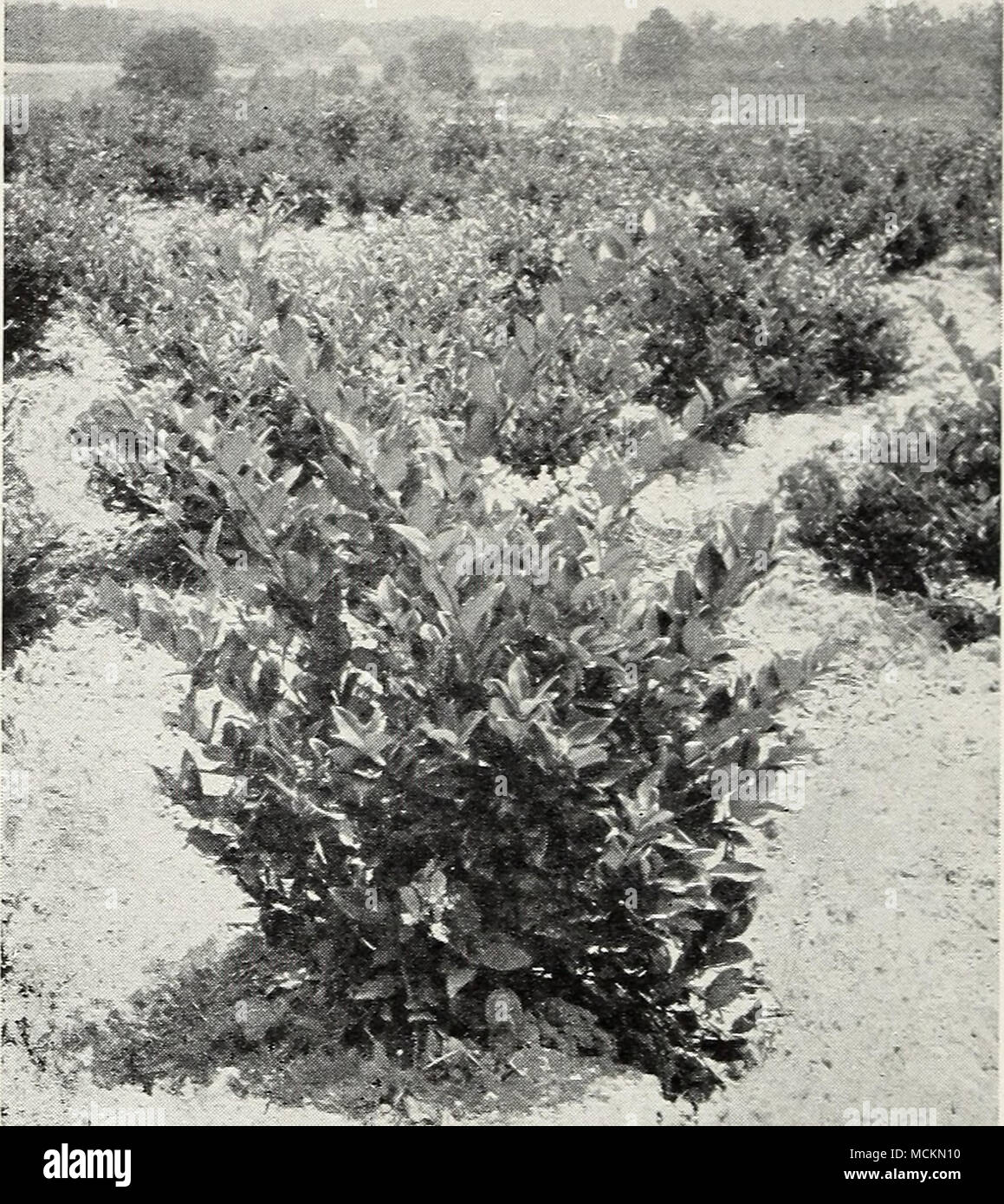 . Ligustrum ]ucidum. Uno dei più popolari di piante in Sud. ABELIA (Abelia grandiflora):-di media altezza di arbusti di piccole dimensioni con attraente fogliame e deserv- edly popolare, perché è quasi sempre solo- verde arbusto che fiorisce per tutta l'estate. I fiori sono arbutus simili, bianco con tenue colore rosato e leggermente profumata. Eccellente per fondazioni- tion, massa, e scmewhat siepi informali. lV2-2 ft. xx $ 60 2 -3 ft. xx 75 3 -4 ft. xx 1.00 AZALEA:-chiedere direzioni culturali. AZALEA AMOENA:-Dwarf hardy azalea giapponese. Minuto fogliame. Coperto con fiori viola in primavera. 8-10. xx $ 1,00 10-1 Foto Stock