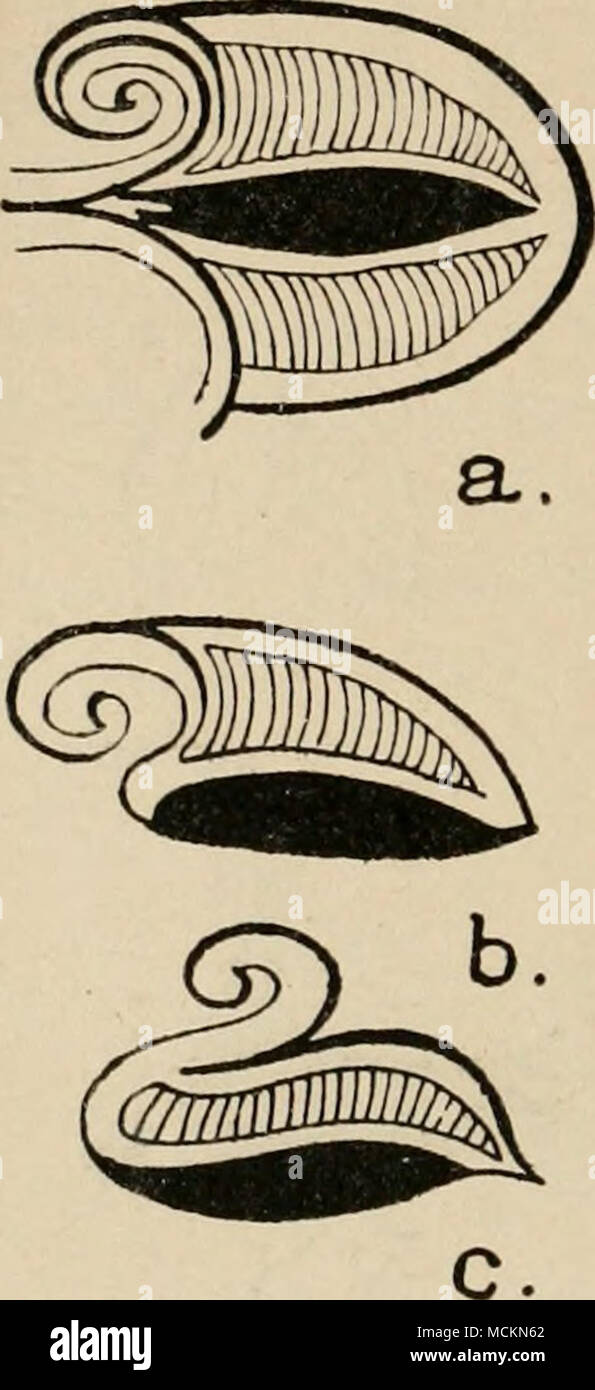 . Fig. 18.-esce dalla struttura ad albero, disegnato su un Mykemean pot che, secondo M. Perrot, fancifully sono progettati in modo da assumere passo dopo passo (a,b,c) la forma di un oca. Questo ap- pere o per rappresentare la struttura ad albero che, accord- ing la leggenda, prodotti volatili come le gemme sui suoi rami o di essere un design fantasioso che ha dato origine a quella leggenda. L'artista della intenzione di rendere la foglia gradu- alleato passano nel sem- blance di un oca, istrongly è sottolineato dal puramente fantasiosa " venatura " della foglia che concorda con l'altrettanto fantasioso o- nament dei corpi delle oche in F Foto Stock