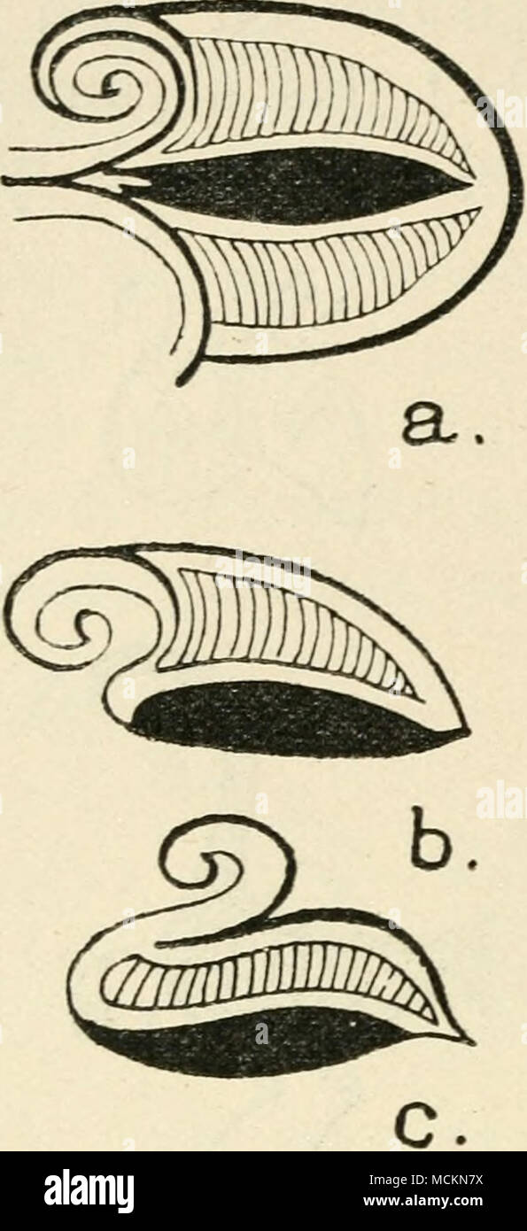 . Fig. i8.-esce dalla struttura ad albero, disegnato su un Mykensean pot che, secondo M. Perrot, fancifully sono progettati in modo da assumere passo dopo passo (a,b,c) la forma di un oca. Questo ap- pere o per rappresentare la struttura ad albero che, accord- ing la leggenda, prodotti volatili come le gemme sui suoi rami o di essere un design fantasioso che ha dato origine a quella leggenda. L'artista della intenzione di rendere la foglia gradu- alleato passano nel sem- blance di un oca, è fortemente sottolineato dal puramente fantasiosa " venatura " della foglia che concorda con l'altrettanto fantasioso o- nament dei corpi delle oche in F Foto Stock