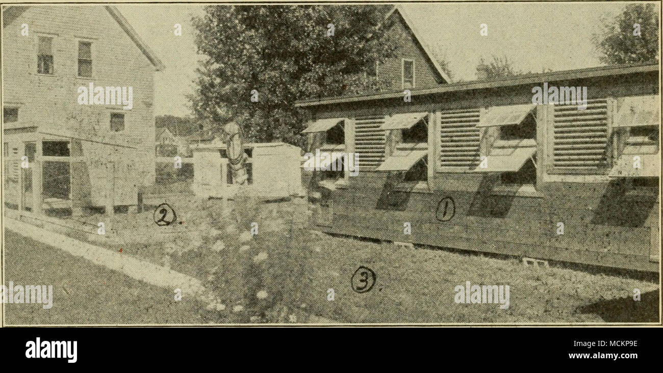 . Abbiamo città molti coltivatori di pollame rendendo- centinaia di dollari da- loro pollame sulle loro spalle, e le periferie di studenti che stanno facendo migliaia di persone da un piccolo tratto di terra. No. 1 è la parte posteriore molto di casa di pollame. No. 2 è il cantiere per il giovane- pulcini, e n. 3. spazio per prato e giardino. Non posso elogiare abbastanza "sto inviando in due les- figli sul pollame intensi della cultura. T sento certamente come congratulandomi con lei per queste lezioni. Essi sono proprio quello che ci linea laterale custodi di pollame sono state cercando. Non posso . lodare il tuo corso abbastanza come è stato un grande aiuto per me. Trovo da Foto Stock