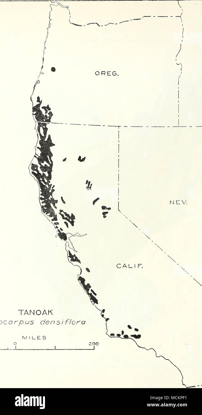 . "Cr7 TANOAK Lithocorpus densiflora miglia iOO J MI DA HO T r j i s / ho L. Mappa 90 LITHOCARPUS DENSIFLOEA (HOOKER E ARNOTT) REHDER TANOAK Foto Stock