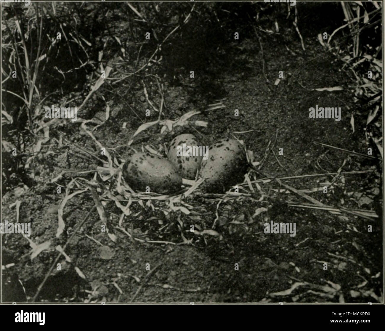 . La Fia. 1. Â Xo gatti qui. Un Nido di Wilson's tern, indisturbati su un isola dove non gatti ha vissuto. Â ¢"fSf -?4.y' * ,^' â /y la Fio. 2.â Il Gatto di lavoro. Un uccisione arbitraria. Resti di un motlier tern come trovato; ucciso da un gatto. Migliaia di questi uccelli uccisi sul loro nidi dai gatti su Muskeget. Vedere pagina 57. (Fotografia dal Sig. Howard H. SCINDE). Foto Stock