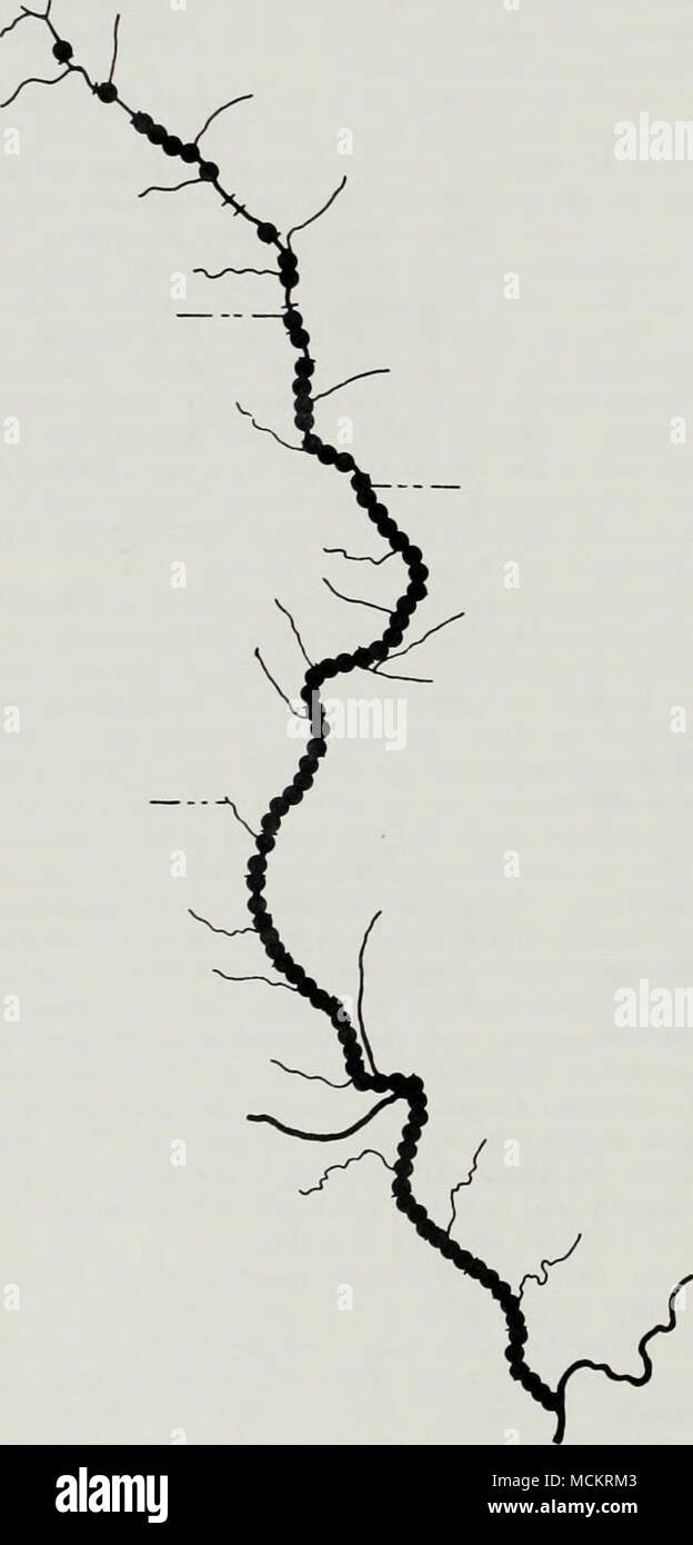 . Fig. 2.-Le posizioni delle stazioni di raccolta campionata dal 1962. In corrispondenza di ogni sito da uno a molti minnow-seine raccolte sono state fatte e a molti di loro electrofishing campioni sono anche stati presi. Riconoscimenti riconosciamo il sostegno delle nostre rispettive agen- cies e la parte superiore del fiume Mississippi conservazione com- mittee, soprattutto i seguenti attuali ed ex mem- ber del pesce sezione tecnica: John G. Brasch, John L. Funk, William J. Harth, Raymond C. Hubley, Jr., Jerome H. Kuehn, Robert C. Nord, Roger Schou- macher e William C. Starrett. Siamo grati alle seguenti persone per makin Foto Stock