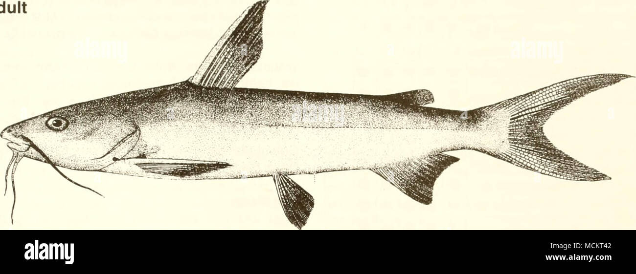 . 5 cm (fromGoode 1884) Nome comune: hardhead catfish nome scientifico: Arius felis Altri nomi comuni: mare Bavosa lupa, hardhead, argento cat, turistico trote (Arnold et al. 1960, Benson 1982, Breuer 1957, Bryan 1971, Natale e Waller 1973); macA7o/roncr7af (Francese), bagre gato (spagnolo) (Fischer 1978). Classificazione (Robins et al. 1991): Phylum Chordata classe: Osteichthyes ordine: Cipriniformi Famiglia: Ariidae Valore commerciale: il pesce gatto hardhead non è ricercato dalla pesca commerciale perché ha un basso valore di mercato e diventa impigliati nelle reti e i tubi flessibili della pompa. Essa contribuisce a una piccola parte Foto Stock