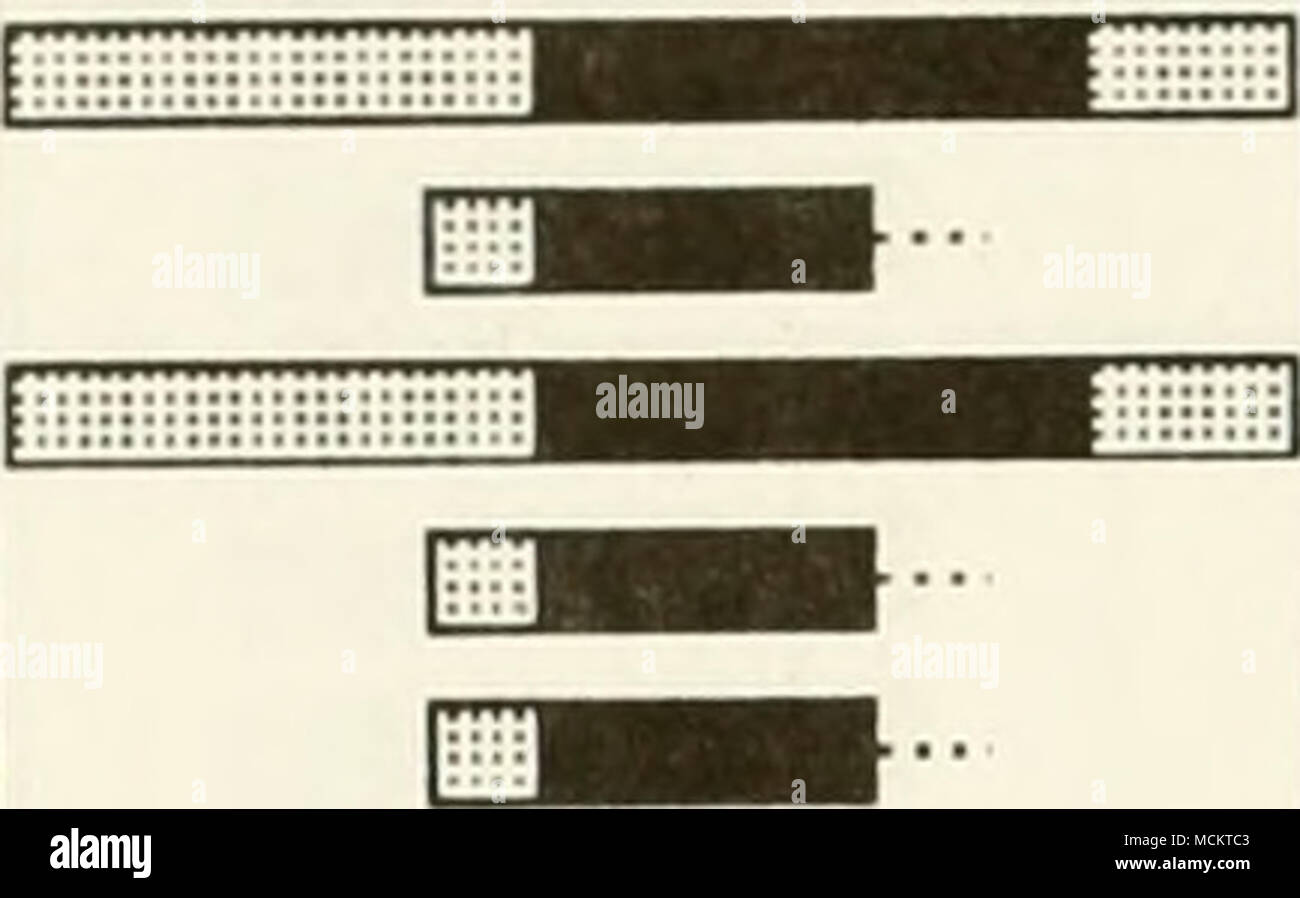 . American lobster Homarus americanus Blue Crab Callinectes sapidus UN M J L E PATTINI Raja specie A M J JFMAMJJASOND JFMAMJJASOND Tangeri/Pocomoke Sd. Fiume Rappahannock relativa abbondanza â M altamente abbondanti MMM abbondanti I I comuni di rare non vuota della vita presente Fase A - Adulti S - degli adulti riproduttori J - il novellame L - larve e uova - M - 82 di accoppiamento Foto Stock