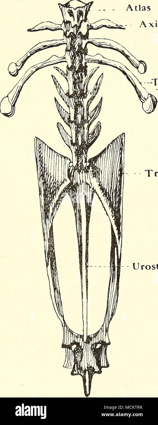 . Â processi trasversali nervatura cartilaginei processo trasversale del 9° vertebra Urostyle Foto Stock