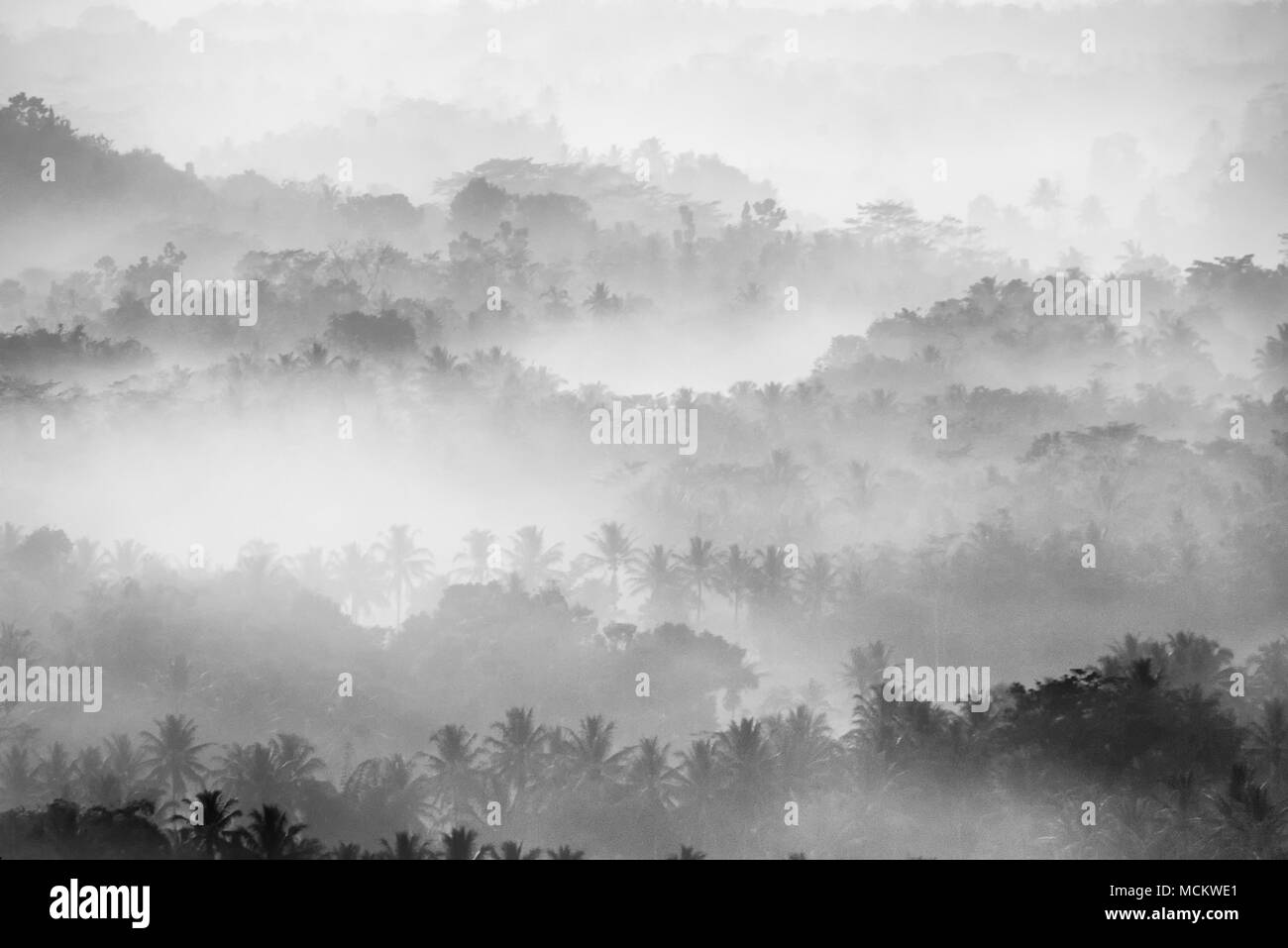 Nebbia sulla foresta in Indonesia Foto Stock