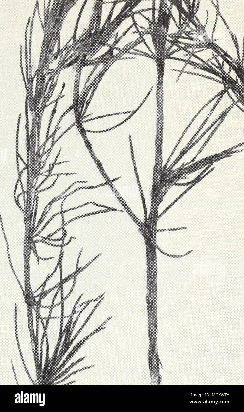 . Fig. 2.-Spora pustole di ruggine sulle punte di asparagi. choke", p. 7 ; "Wet Rot" sotto "barbabietole", p. 23; "root rot" sotto "Cruci- fers", p. 42; e altre malattie causate da specie di Phytophthora.) un metodo soddisfacente della disinfezione dell'acqua utilizzata per il lavaggio l'aspara- gus non è stata trovata. Ruggine.-Il principale sintomo di questa malattia è un polveroso, rosso ruggine delle folte cime che crescono ogni anno dopo il taglio di asparagi si arresta (fig. 2). Tali piani quando disturbato emanano le nuvole di polvere rossa che consiste di spore del fungo Puccinia asparagi. Il Foto Stock