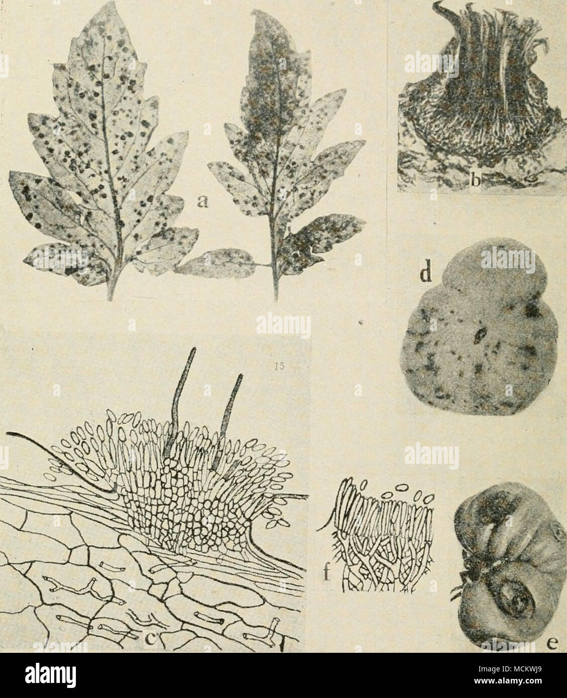 . Fig. 66. Malattie pomodoro. a. Septoria che macchia di foglia, b. sezione attraverso un pycnidium di Seploria lycopersiii (dopo Levin), c. sezione attraverso acervulus di Collelolrichum phoinnidfs (dopo la Piscina di Venere), d. e. Melanconium rot. /. Sezione attraverso un acervulus del Melan- conium fungo (d./, dopo Tisdale). Foto Stock
