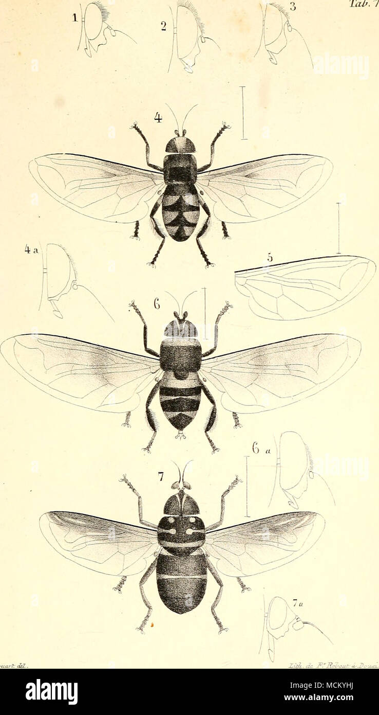 . 1 ETistalis Irifasciatus.Oyzic- 2 ir[ Qnaâi-alLCornis ^51-0/. 3 id ^ icuilti ir s. Caj^tiL. 4- Erislalis varipes. à (jyjÂ"/ 5 id ArQyroceijlialiTS.^7<i 6 ici Tiifilarsis un caj-ut 7 PlaÃ'iocera cruci^er.â un, Ca^mt:. Foto Stock . 1 ETistalis Irifasciatus.Oyzic- 2 ir[ Qnaâi-alLCornis ^51-0/. 3 id ^ icuilti ir s. Caj^tiL. 4- Erislalis varipes. à (jyjÂ"/ 5 id ArQyroceijlialiTS.^7<i 6 ici Tiifilarsis un caj-ut 7 PlaÃ'iocera cruci^er.â un, Ca^mt:. Foto Stock