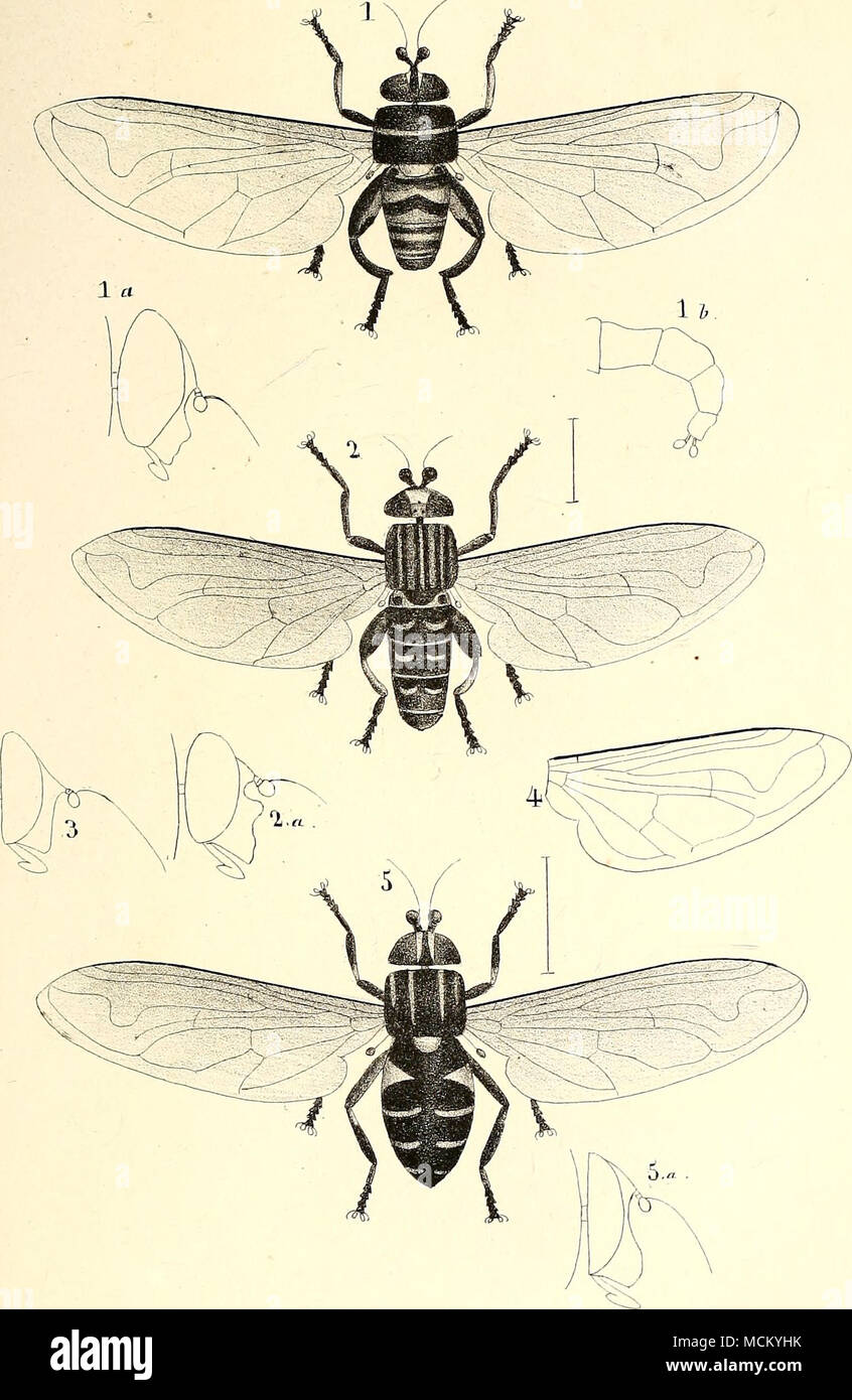 . M'acqaarL ikL. J,d]i,dcfrli&GT;laiU^Ã .l)&LT;,mu^ ilelopTihis curvipa.slei" un nym/. A.MI/'./^'"io"/" - "ho H. IVTexicaiTiis Â" r^y.Â"/ - 5 H. capensis 4'fl.seTi.e6aleTisis alu . - 5 Ã¯T.Kotahilis a L'ainiv- Foto Stock