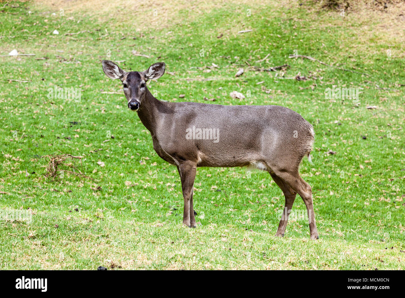Coda bianca cervi, piena lunghezza con erba verde sullo sfondo Foto Stock