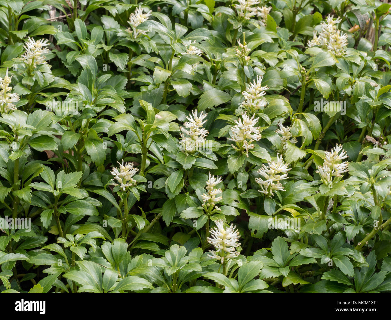 Un patch di Pachysandra terminalis in piena fioritura in primavera Foto Stock