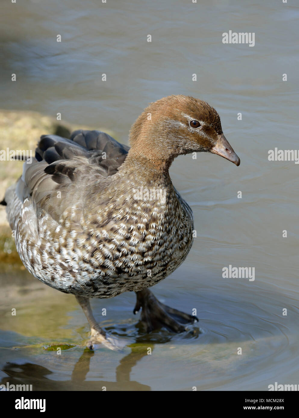 Legno Australiano - Anatra Chenonetta jubata femmina Foto Stock