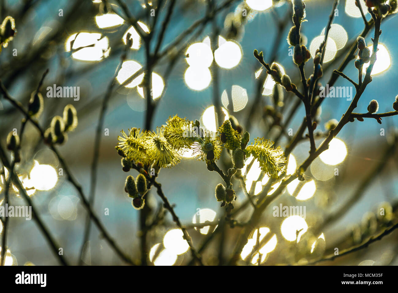 Backlit amenti del salice di capra (Salix caprea) accanto a Hodbarrow laguna vicino a Millom, Cumbria Foto Stock