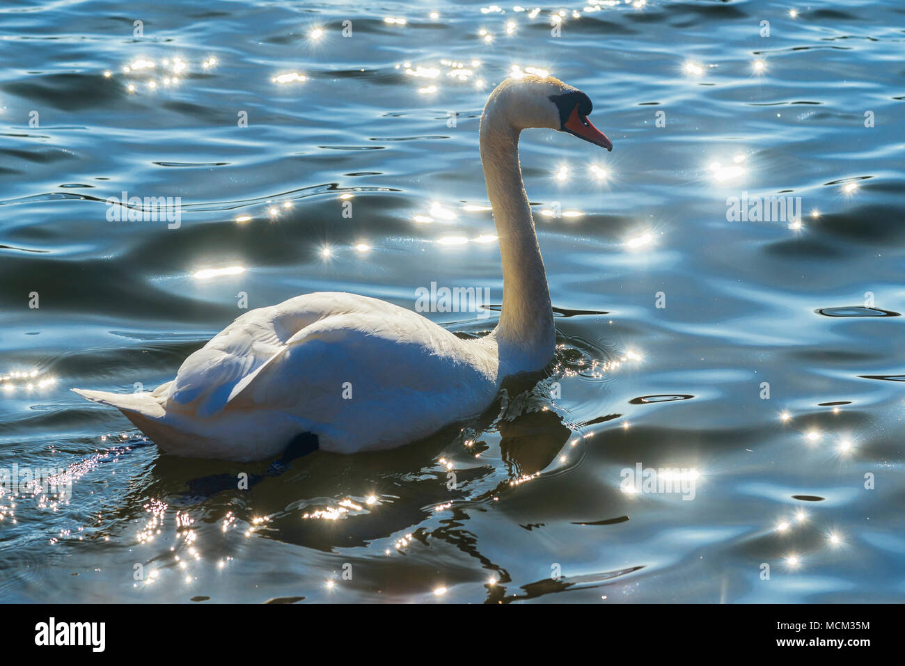 Cigno (Cygnus olor) sulla laguna Hodbarrow, un RSPB riserva vicino a Millom, Cumbria Foto Stock