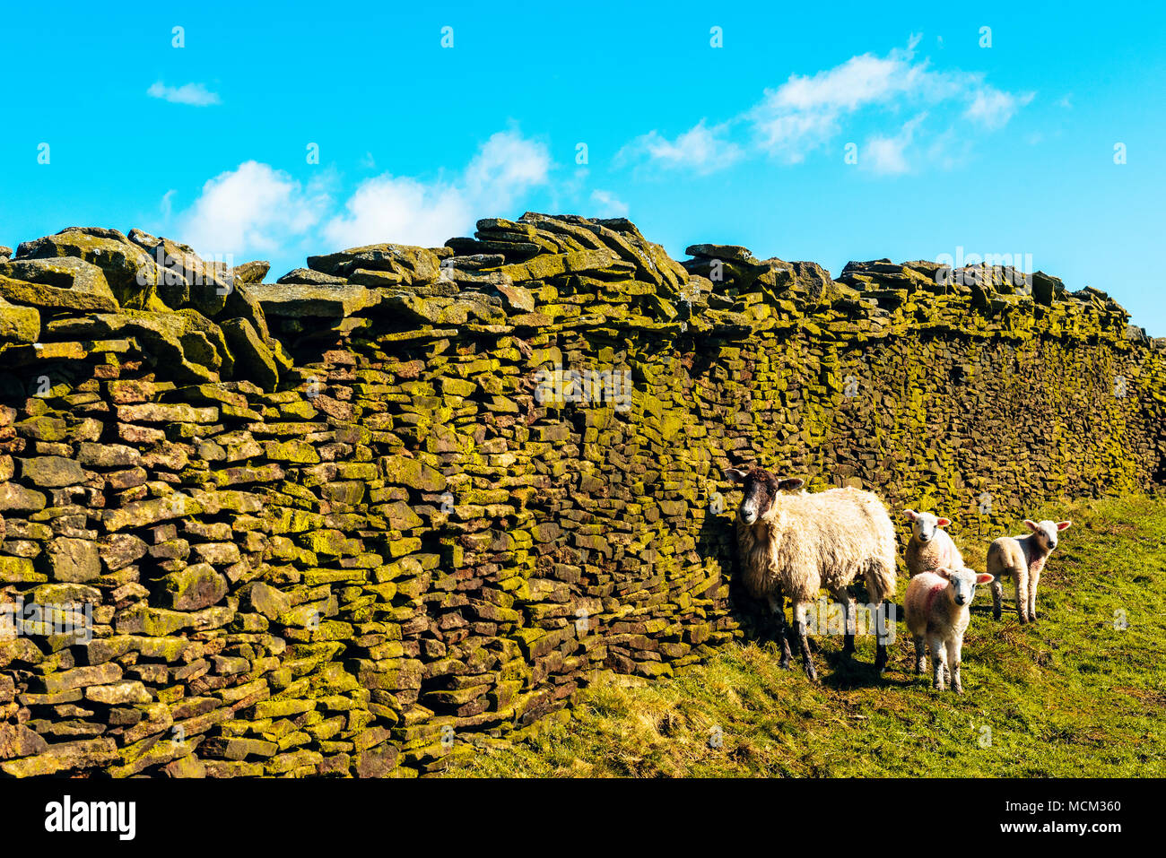 Pecore e agnelli al di sotto di pietra a secco sulla parete Wiswell Moro, un valore erratico di Pendle Hill, Lancashire, Inghilterra Foto Stock