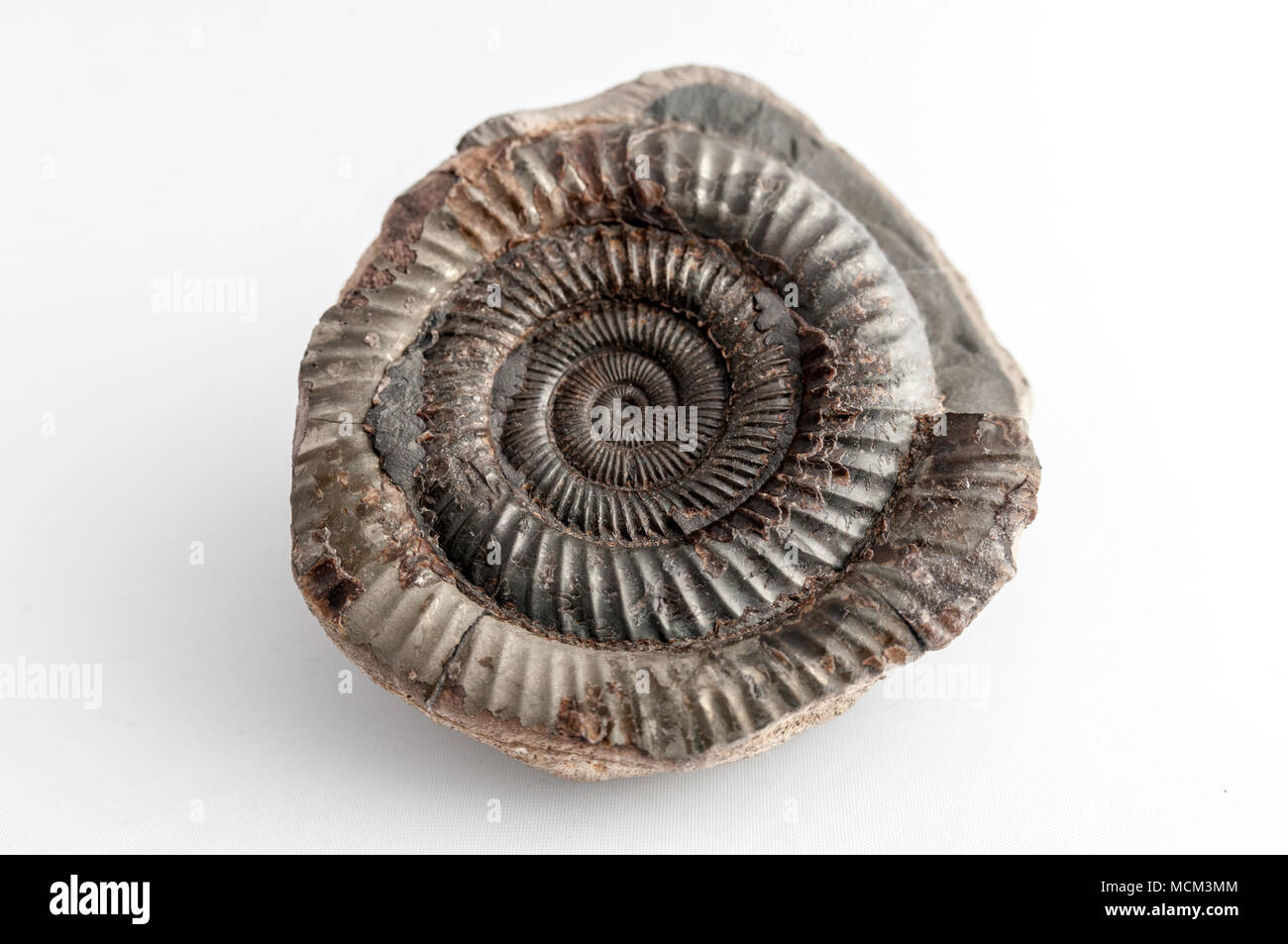 Un fossili preistorici risalenti a 65 milioni di anni fa Foto Stock