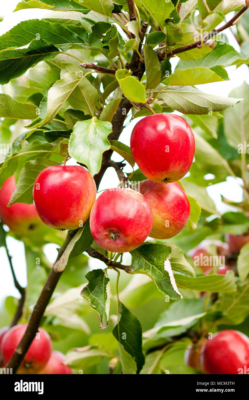 Le mele rosse appese sui rami di un albero di mele. Foto Stock