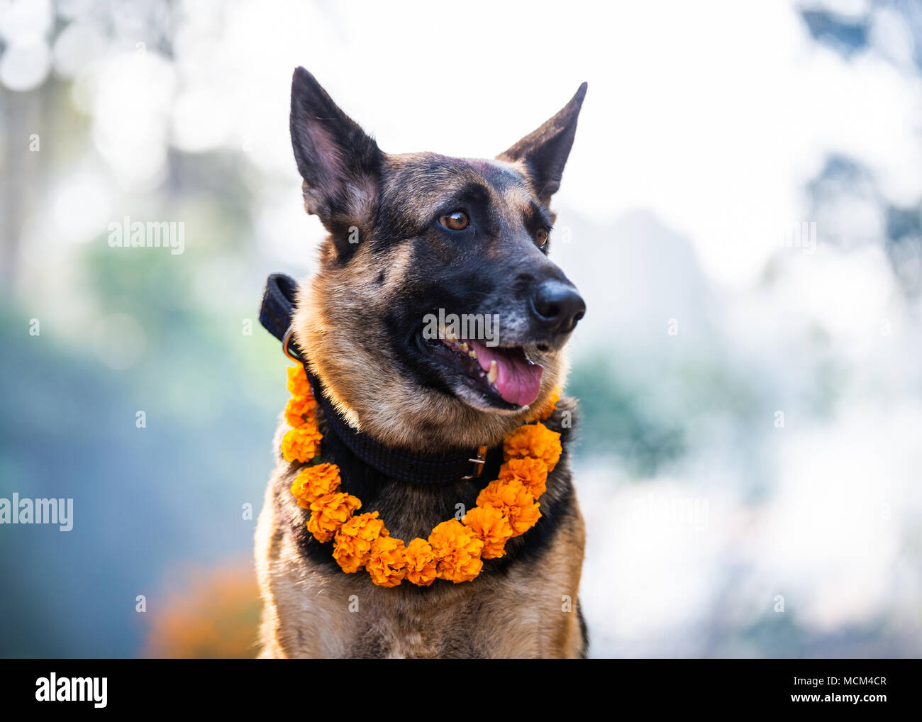 Pastore Tedesco con una ghirlanda di marigold essendo adorato durante Kukur Tihar è (cane Deepawali) a Kathmandu in Nepal Foto Stock