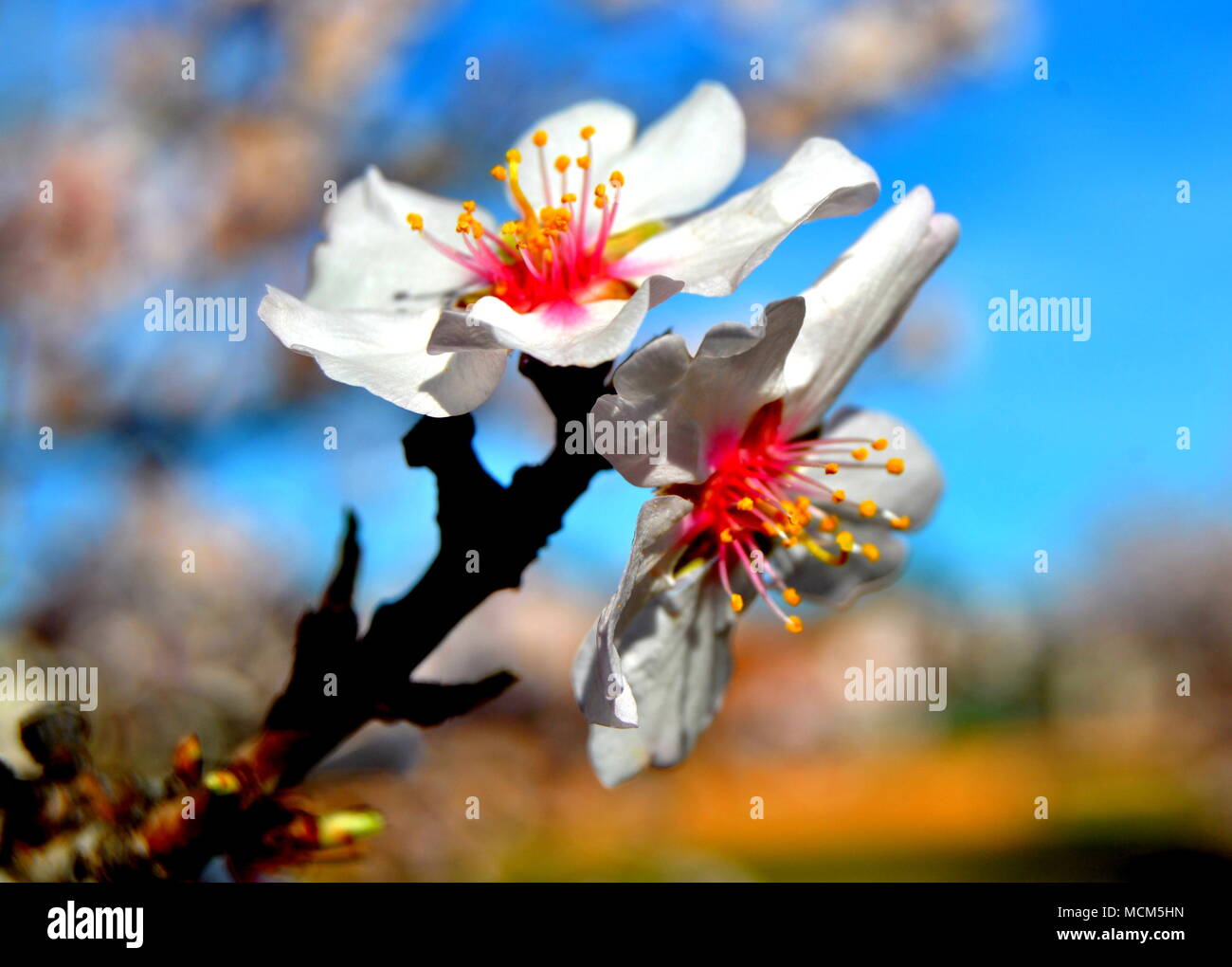 Mandorlo fiori. Sakura. Bianco. Rosa. Fiori di Primavera. Fiore. Foto Stock