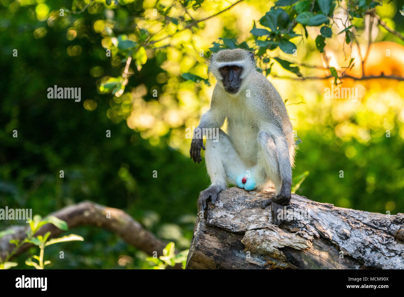 Vervet monkey vicino al lago Kariba Foto Stock