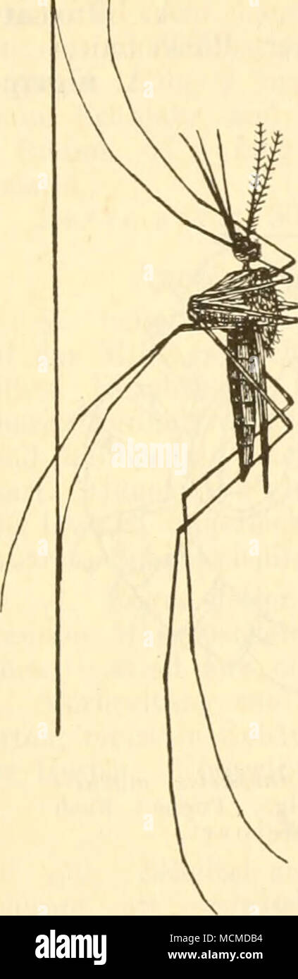 bookpublisherjenag immagini bookpublisherjenag fotos stock alamy fig 89 la zanzara anofele maculi pennis meig schematisch in