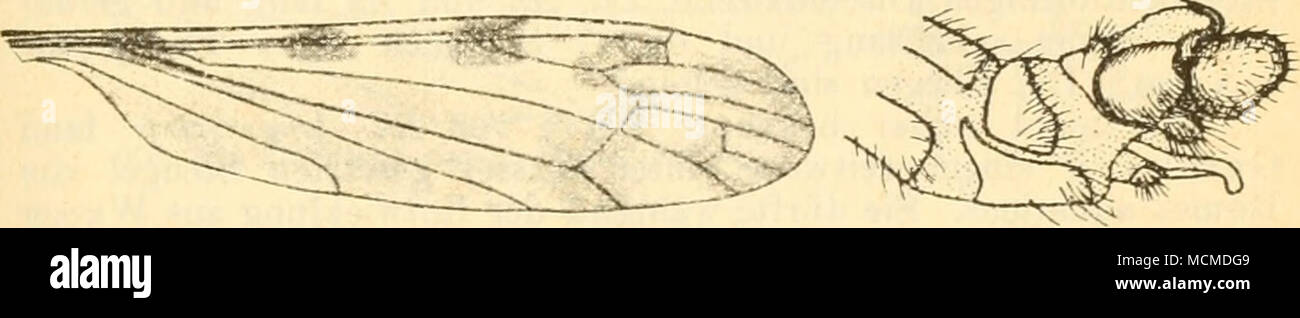 . Flg. 2H. Dicranomyia trinotata (Moig.), Fig. 24. Irino Dicranomyia- Fliigel. i(ita (Meig.) ^f, Hypopygium. zwischen den Zangenhälften 2 gekrümmte Haken, unten 2 spangen- förmige Fortsätze. Legeröhre schlank und spitz. Flügel (Fig. 23) längs des Vorderrandes mit 3 dunkelbraunen Flecken, 2 kleinere an der Querader zwischen Sc und R, sowie an der Mündung von Pij, 1 größerer an der Mündung von R,, meist Mit einem kleinen am Ursprung von ./?4+5 verbunden; Queradergegend, Flügelspitze und die Adermündungen am Hinterrand mit leichten braunen Schatten. Hüften und Beine blaß braungelb, Tarsenspitzen Foto Stock