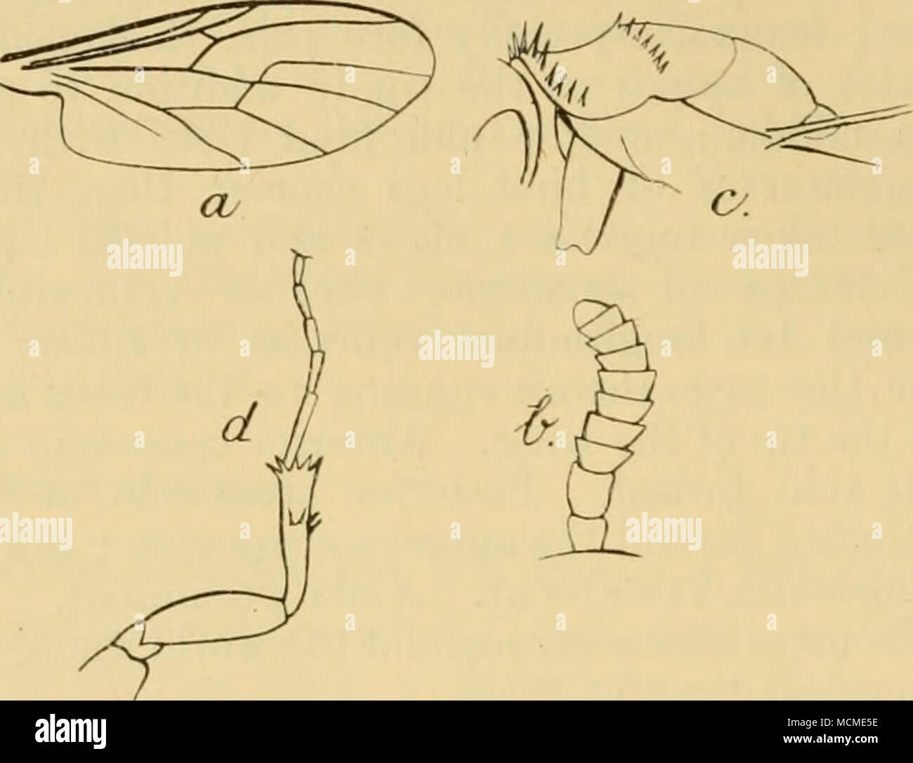 . Fig. 19.âDilophus gratiosus, Big.: una, "ing; una, antenna d, gamba anteriore. torace marrone rossiccio, con peli di colore giallastro (la più lunga su femori); coxa; e suggerimenti di Tarso più scuro. Ali (danneggiato) quasi trasparente; lo stigma marrone scuro, distinti ma mal definito; halteres nero, piuttosto grandi, steli giallo. 3 Lengtli millim. $ . Testa nera splendente, occhi lunghe antenne, jet-nero. Torace ferruginosa brillante, con un nero sottile linea dorsale, che si allarga anterioi'ly e si estende lungo il Ijorders anteriore del torace quasi alle spalle. Addome ferruginosa opaco, dorso di segmenti nerastro, il primo di due o Foto Stock