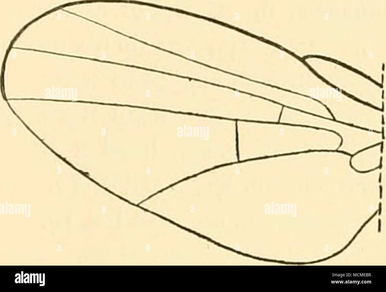 Fig 33 Agromyza Sp 1 L Ala 57 Agromyza Sp Un Secondo Singolo Campione Imperfetto La