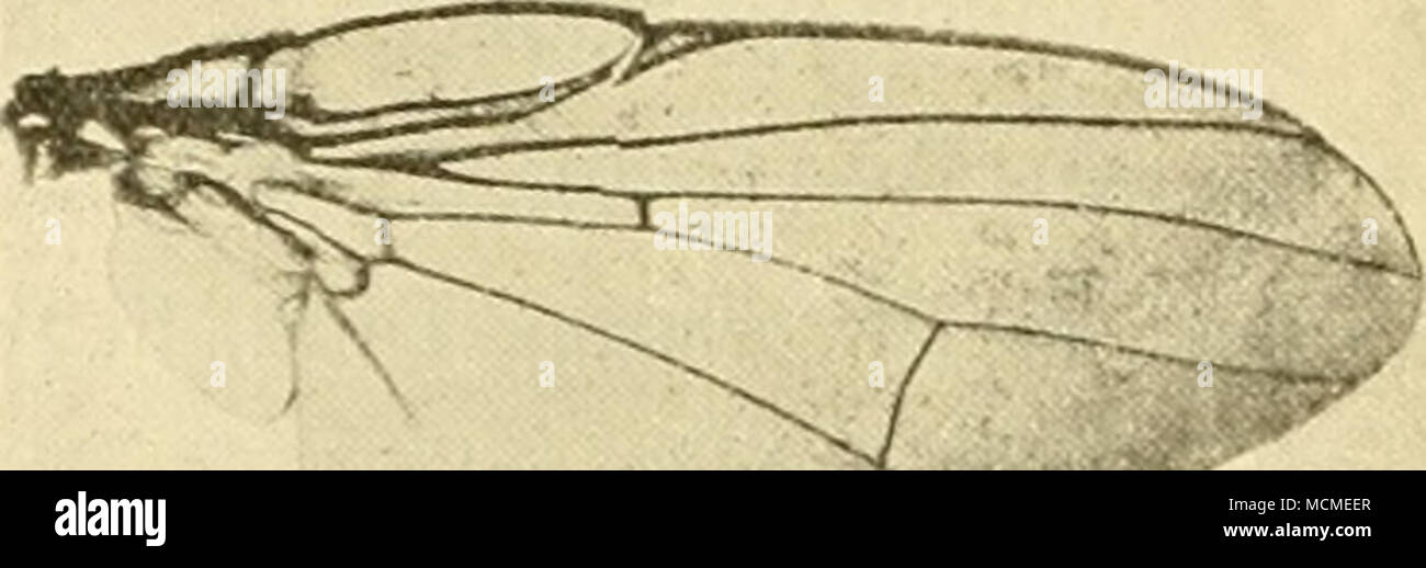 . I in fig. 1. Lonchcea plumata, n. sp., ala. L'addome. $. L'ultimo segmento è leggermente più lungo rispetto ai due precedenti insieme (PL 15, fig. 2) ed ha la forma di un triangolo troncato con l'estremità dentellate. Le due punte angolari così formato recare un mazzetto di nero capelli ispidi. Tutta la superficie dorsale e ventrale è ricoperta di peli simili che sono più robusto ai margini dei segmenti e verso la fine dell'ultimo segmento. $ come il maschio, ad eccezione di quanto segue : Faccia circa un terzo più ampio di nuovo come quello dei maschi ; addome con segmenti uguali ad eccezione di quello di prima del ovipositor, che ho Foto Stock