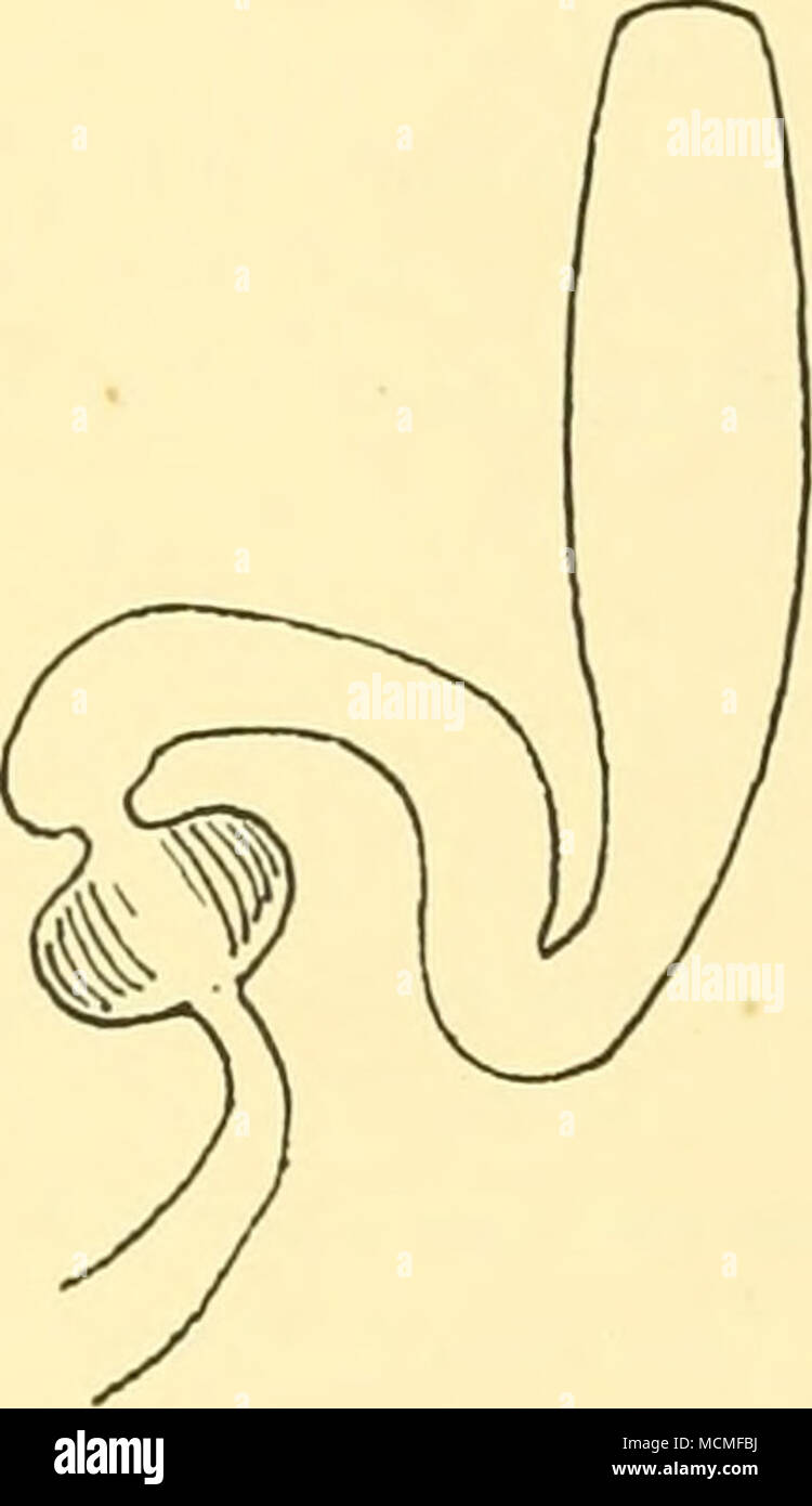 . Lunghezza totale bracci C;,-, Web)(%) Mantello di larghezza (%) ventose, n. Gill filamenti thielei 305 mm. 67 51 53 ?40 + 7-8 pelaaiais: Thiele 72(?) (da fig.) 69(?) 46 (fig-) - - Hoyle (testo e campione) 45 66 75 I22(.&GT;) 23 - Ijima e Ikeda 148 64 72 100 32-35 10 Sasaki (1917, 1929) 135 62 52(?) 88 32 10 inoltre la radula e mandibole di thielei e l' Valdivia' campione sono singolarmente a differenza, e l'imbuto-organo di thielei concorda con quella di né il tipo di pelagiais né delle forme giapponese. Troppo store non ha bisogno di essere impostato su questi caratteri, specialmente come solo singoli esemplari di un Foto Stock