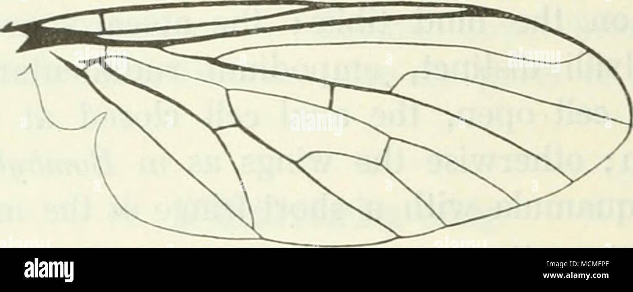 . Fig. 44. Ala di P. pulicaria. vena chiudendo la cellula discale apicalmente, o vicini alla base dell'ala; i due rami posteriore il rilascio dalla cellula discale leggermente convergenti. Halteres giallastro, la manopola più o meno oscurata. Femmina. Massa colore grigio più chiaro rispetto al maschio e due strisce più leggeri sul torace ampio torace, essendo così quasi grigio chiaro con un oscuro Medio linea. Jowls e la parte inferiore del occipite giallo biancastro, su quest'ultimo un oscuro Medio fascia che si estende verso il bordo posteriore dell'apertura di bocca; su ciascun lato del viso dalla base dell'antenna al ey Foto Stock