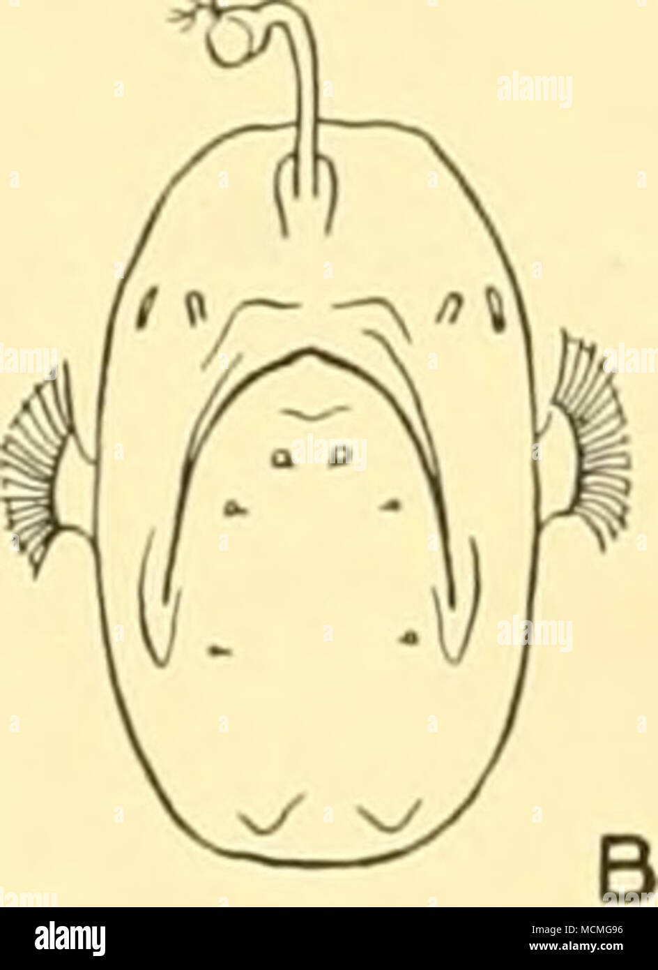 . Fig. 44. Delineare i disegni di Cryptosparas couesii, che mostra la posizione di papille nella pelle. A. vista laterale. B. vista frontale (x i.) Mancalias uranoscopus (Giinther, 1878). Regan, t.c. p. 37, testo-fig. 21. San 293. 24. viii. 27. 4° 18' 15" N, 16° 51' 00" W. Young-pesci di reti da traino, 100-120 (-0) m.: 2 speci- mens, 28-30 mm. 28. X. 25. 13° 25' N, 18° 22' W. 4io m. net, orizzontale, 900 (-0) m.: io campione, 70 mm. Hab. Atlantico; isole hawaiane. Mancalias tentaculatus, n.sp. San 114. 12. xi. 26. 52° 25' 00" S, 9° 50' 00" E. 45 m. net, orizzontale, 650-700 m.: i facsimile, 110 m Foto Stock