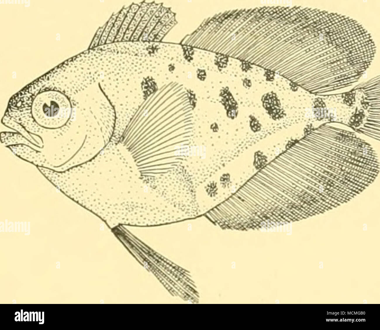 . Fig. 40. Psenes pellucidm. (X i|.) la famiglia Gempylidae Nealotus trippe, Johnson. Johnson, 1865, Proc. Zool. Soc. p. 434; Giinther, 1887, Deep-Sea pesci. "Challenger", p. 35; Goode e fagiolo, 1895, Oceano. Ichth. p. 199. San281.12.viii.27. oo°46'oo"S,5°49'i5"E. Giovani-pesci di reti da traino, 850-950 (-O)m.: io campione, 53 mm. San291. 24.viii.27. 3° 46' 00" N, 16° 49' 00" W. Young-pesci di reti da traino, 100 (-0) m.: io campione, 88 mm. Profondità del corpo 8 a 8| in lunghezza, la lunghezza della testa quasi 4. Muso più di occhio, il cui diametro è maggiore di larghezza interorbital e 4i a 4^ in lunghezza della testa. Ma Foto Stock