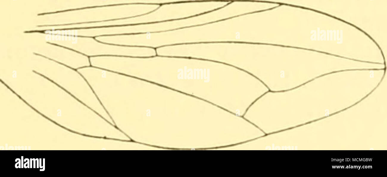 . Fig. 4.-Pipnncxilus transversus. Orlo., sp. ii., il vino base; genitali cinereous-grigio, meno ampia di hind parte ofStli seg- mento. Gambe principalmente nere; femori ampiamente orange a punta; tibiae arancione con un ampio piuttosto irregolare hhick mediano l'anello che occupa la maggior parte della superficie ; fore tarso prevalentemente di colore arancione, posteriore tarso nerastro con suggerimenti di segmenti molto strettamente orange ; i lati interni di hind femori shining nero; nessun ciliation dietro medio fen)ora. Wimjs chiara; stign)un marrone; antero cross-vena in corrispondenza o appena al di là di uno-thinl della cella discale; lialteres sporco giallo. Lunghezza, 3.J- mm. De Foto Stock