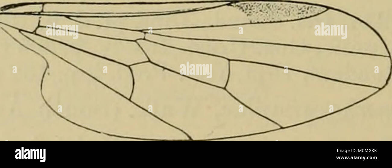 Maiale 24 Syneches Inrmaculatus Orlo Ala Di Colore