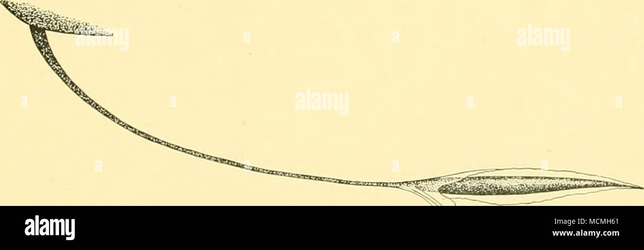 . Fig. 25. Barhel Idiacanthtis del Niger. (X i|.) Macrostomias longibarbatus, Brauer. Brauer, 1902, Zool. Anz. xxv, p. 283; ' Voldivia' Tiefsee-Fische, p. 52, pi. iii, fig. 2. San 281. 12. viii. 27. 00° 46' 00" S, 5° 49' 15" E. giovani-pesci di reti da traino, 850-950 (-0) m.: io campione, 95 mm. Hab. Oceani Atlantico e Indiano. Stomias ferox, Reinhardt, 1842. Gee, 1918, Rep. Oceano danese. Exped. (1908-10), n. Un, 4, p. 3. 10. X 25. 41° 37' 15" N, 12° 30' 20" di W. 2 m. il traino-net, orizzontale, 900 (-0) m.: io campione, 88 mm. Hab. Il Nord Atlantico. Stomias affinis, Glinther. Gunther, 1887, Deep-Sea F Foto Stock